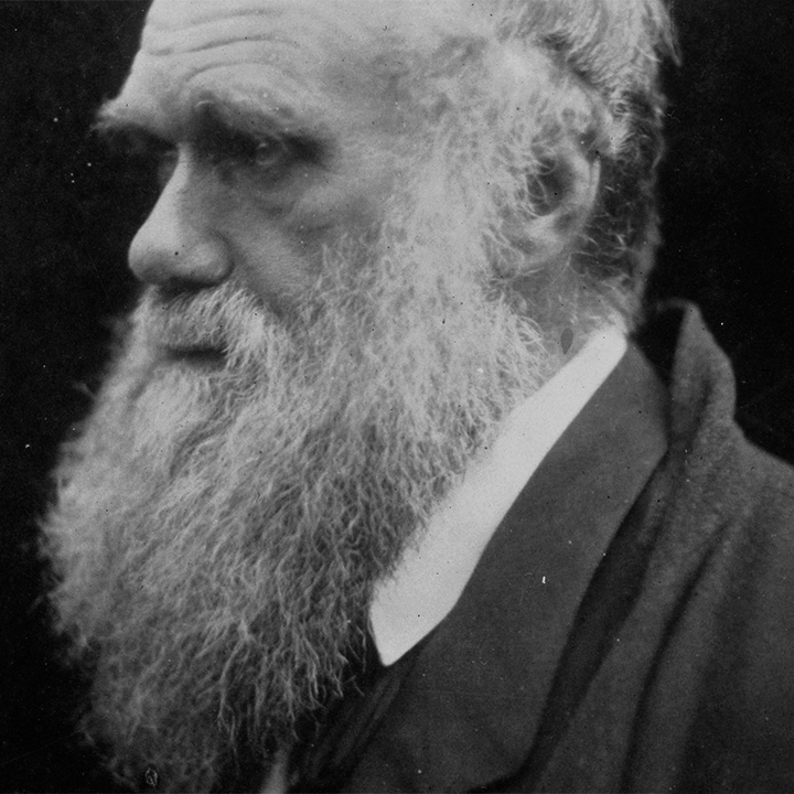 a passagem de charles darwin pela Terceira (websérie)